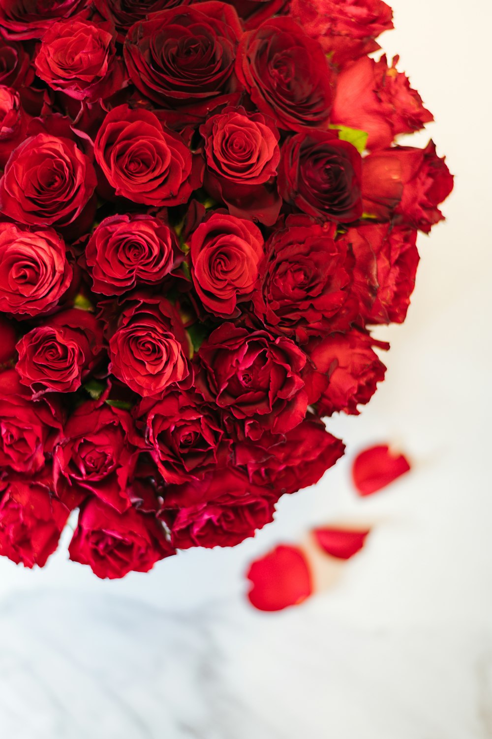 red roses on white surface