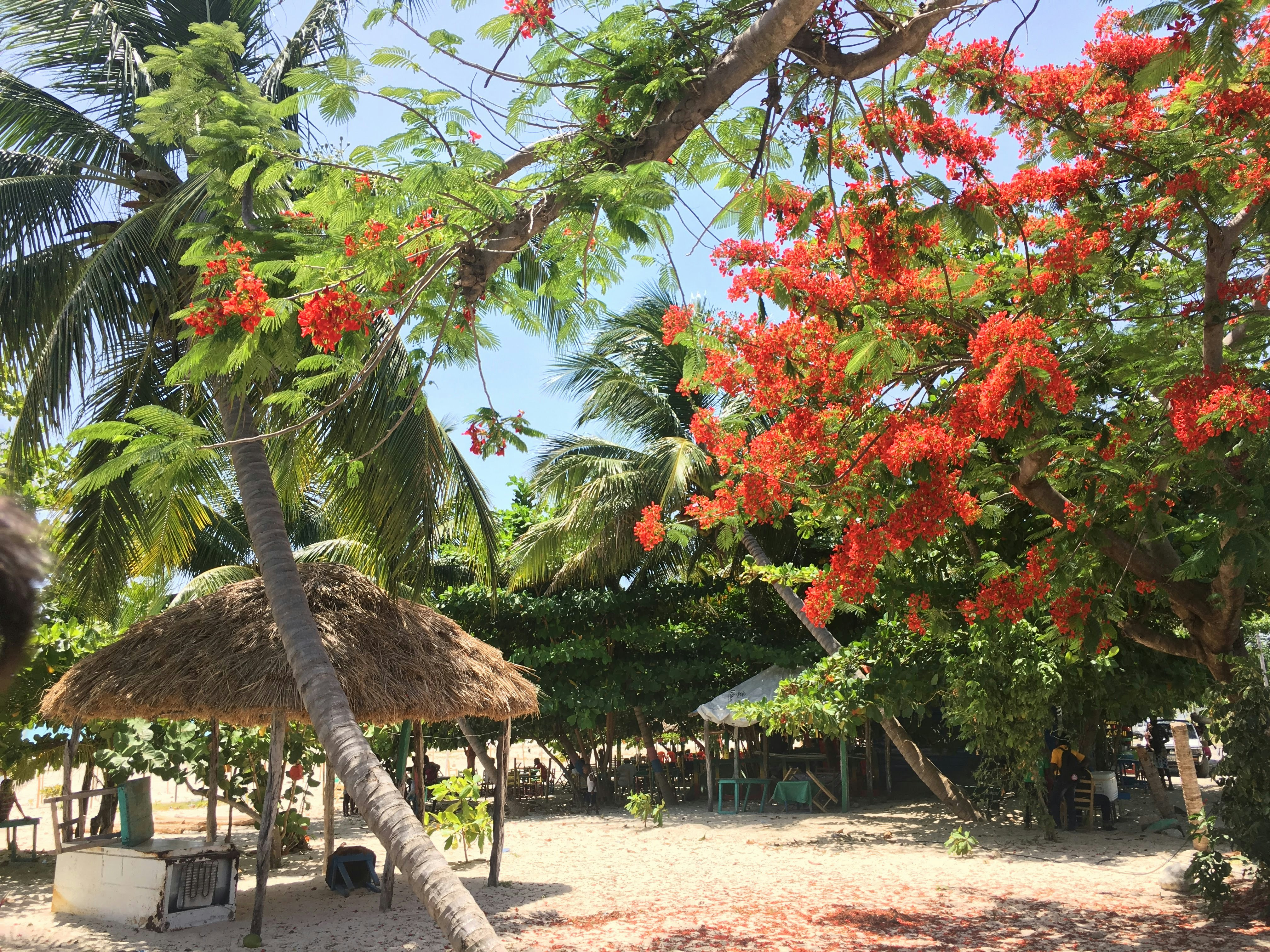 brown wooden nipa hut with green and red trees, Port Salut in located on the southern most tip of Haiti.  Beautiful beach with onsite dining of local catch of the day.