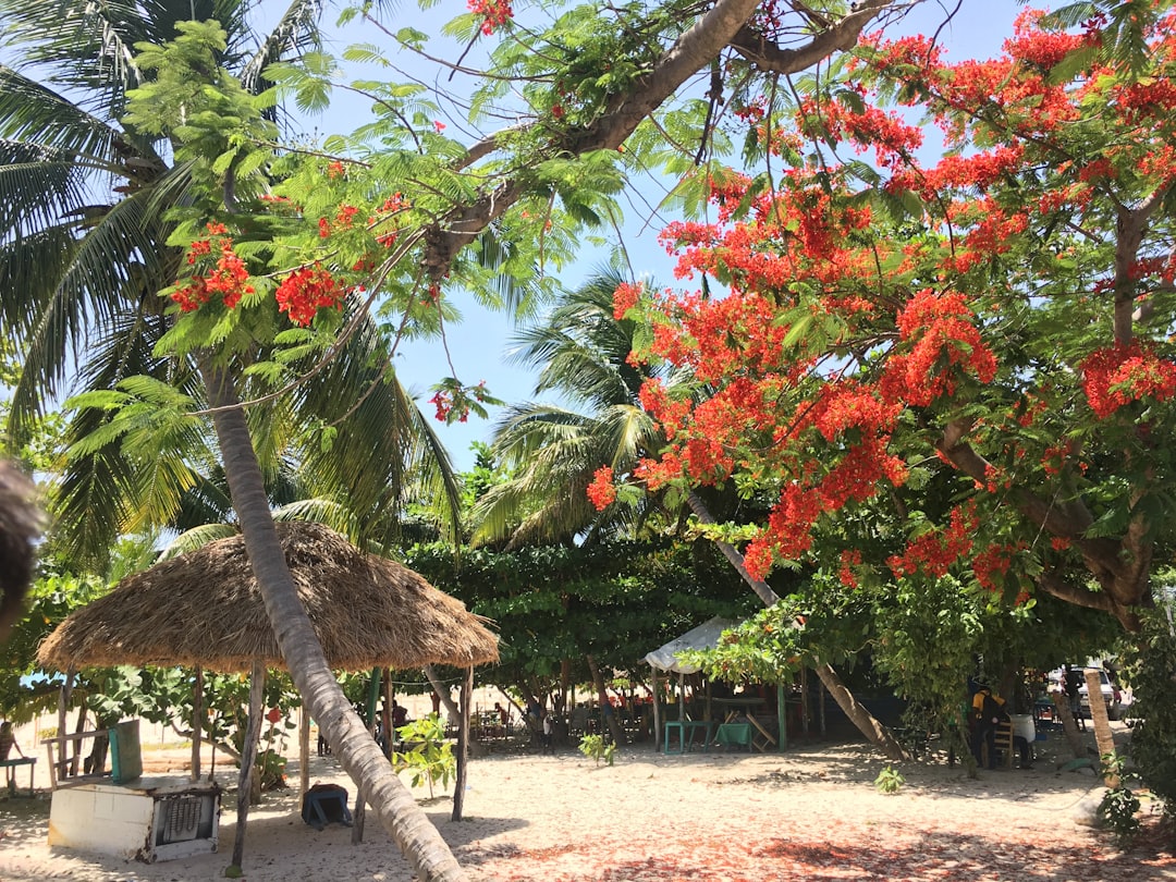 brown wooden nipa hut with green and red trees, Port Salut in located on the southern most tip of Haiti. Beautiful beach