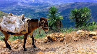 brown and white horse on brown soil