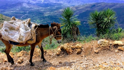 brown and white horse on brown soil