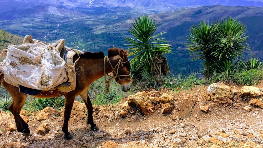 brown and white horse on brown soil photo – Free Haiti Image on Unsplash
