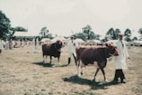 A cattle show scene with handlers leading cows, both of which are adorned with rosettes, across a grassy field. People dressed in white coats guide the cows, and a crowd is visible in the background. There are tents and banners, with trees scattered around the area.