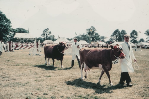 A cattle show scene with handlers leading cows, both of which are adorned with rosettes, across a grassy field. People dressed in white coats guide the cows, and a crowd is visible in the background. There are tents and banners, with trees scattered around the area.