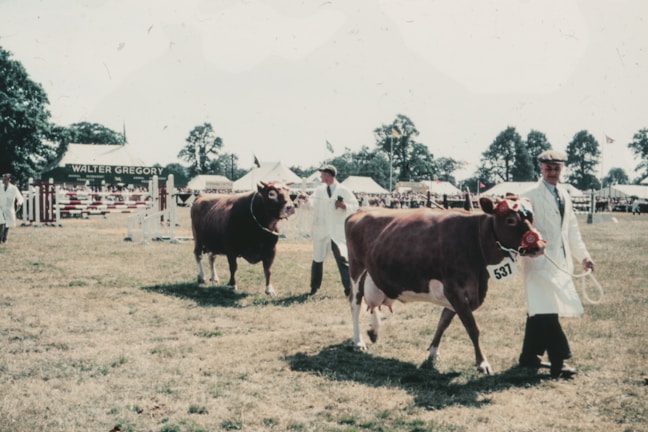 A cattle show scene with handlers leading cows, both of which are adorned with rosettes, across a grassy field. People dressed in white coats guide the cows, and a crowd is visible in the background. There are tents and banners, with trees scattered around the area.