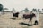 A cattle show scene with handlers leading cows, both of which are adorned with rosettes, across a grassy field. People dressed in white coats guide the cows, and a crowd is visible in the background. There are tents and banners, with trees scattered around the area.
