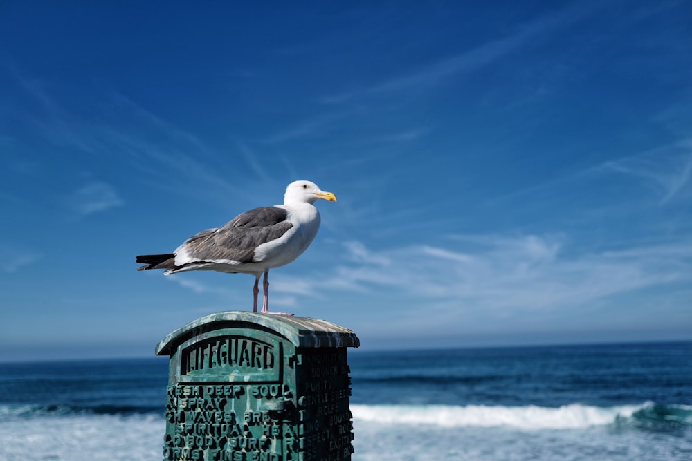 white and gray bird on black wooden post near body of water during daytime