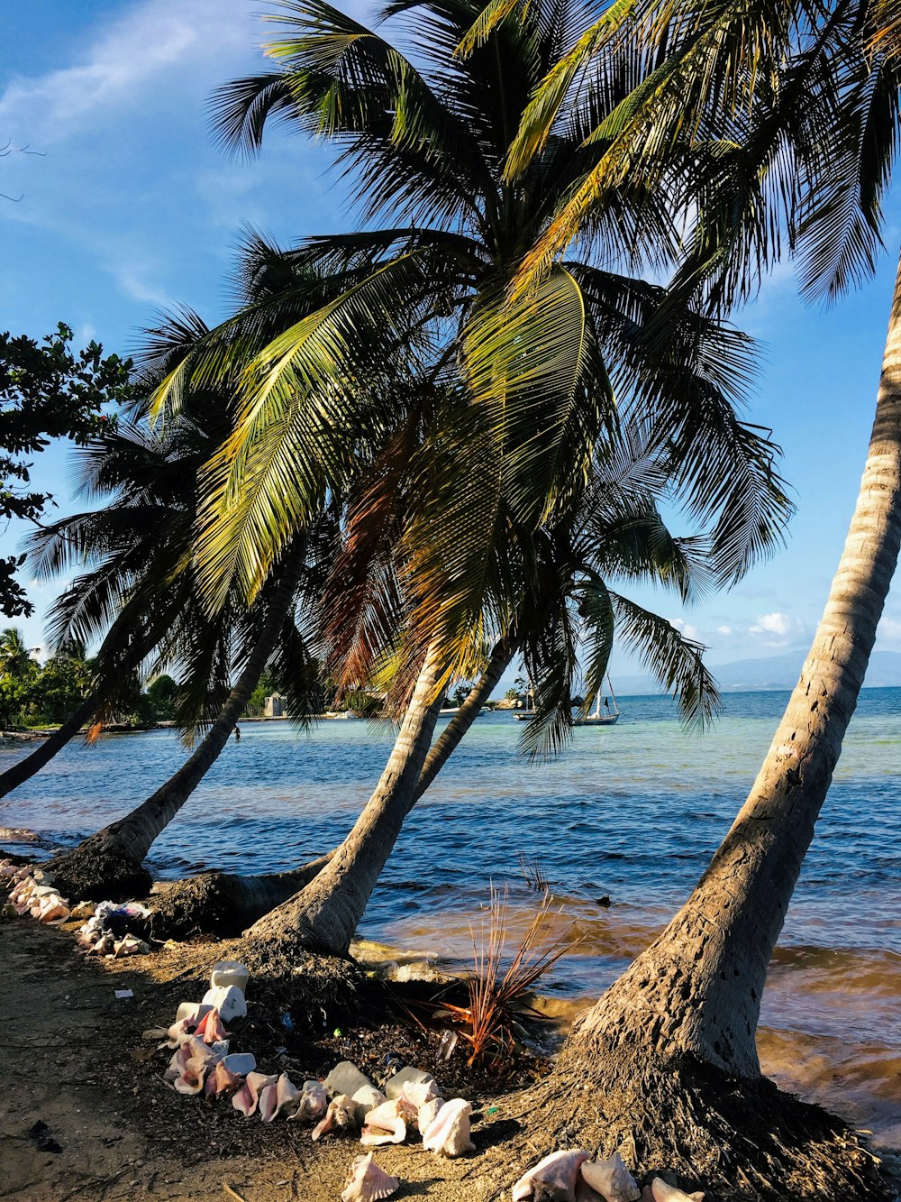 Kokospalme am Strandufer tagsüber