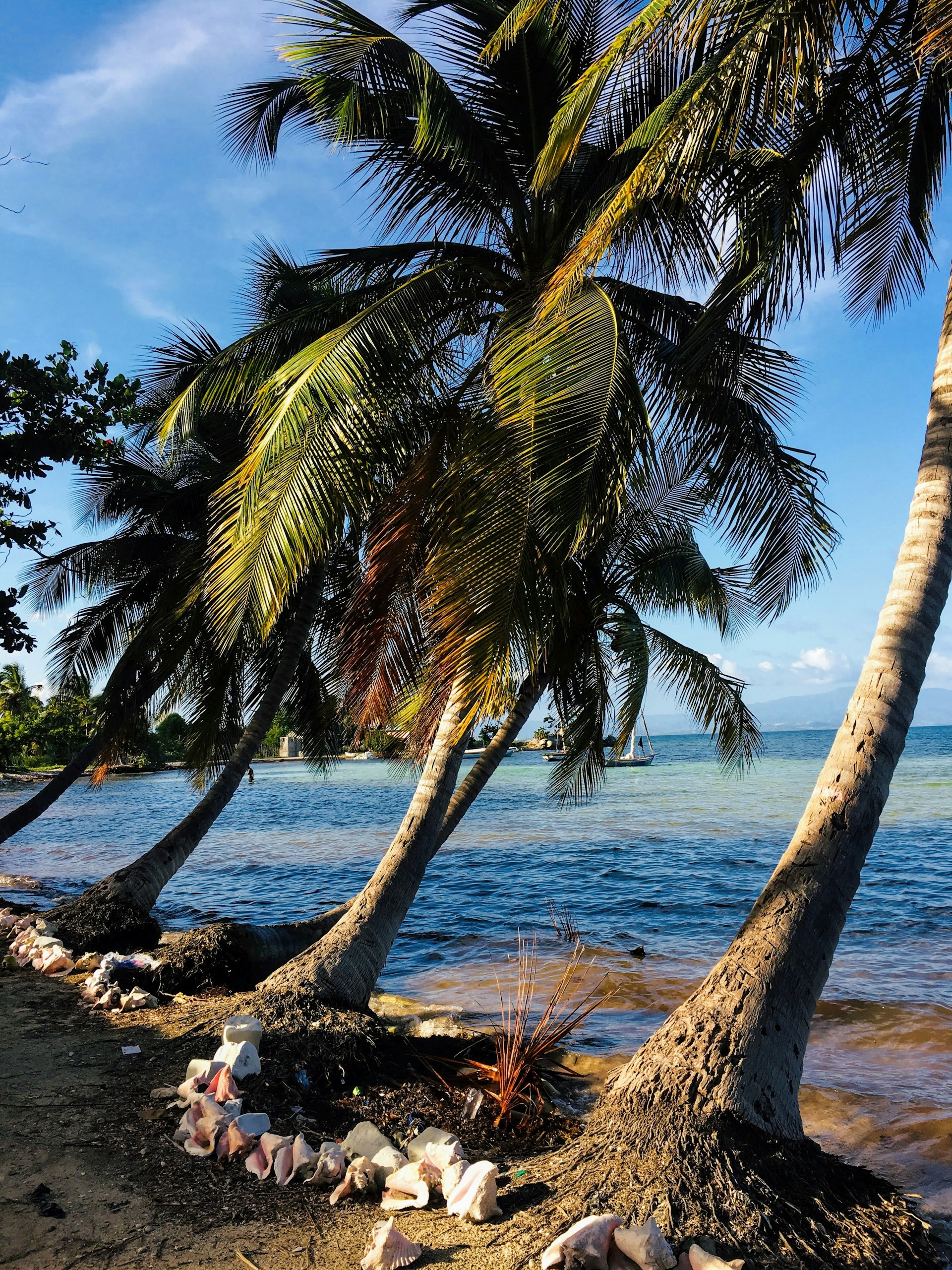 coconut tree on beach shore during daytime