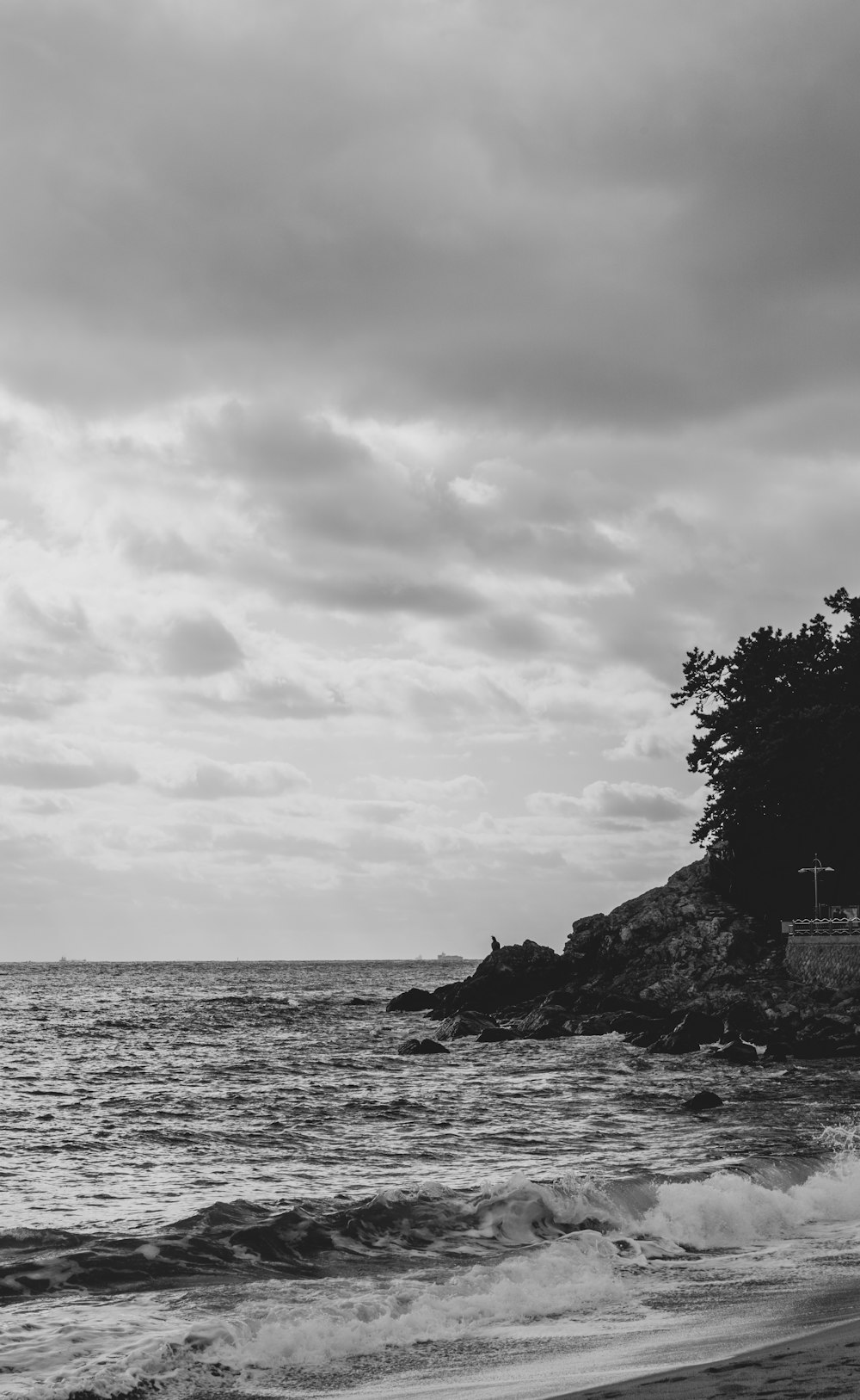 grayscale photo of tree near body of water