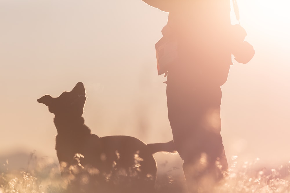 silhouette of dog on snow covered ground during daytime