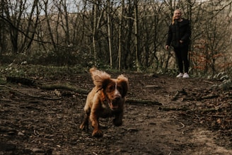 brown long coated dog on brown soil