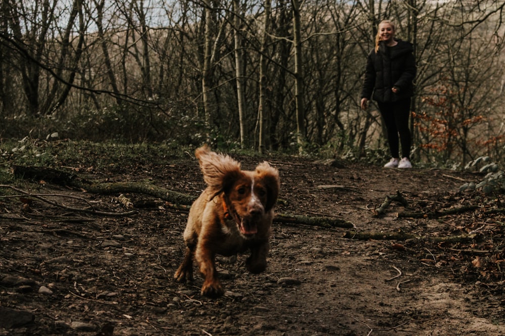 brown long coated dog on brown soil