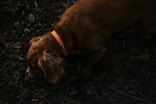 brown short coated medium sized dog