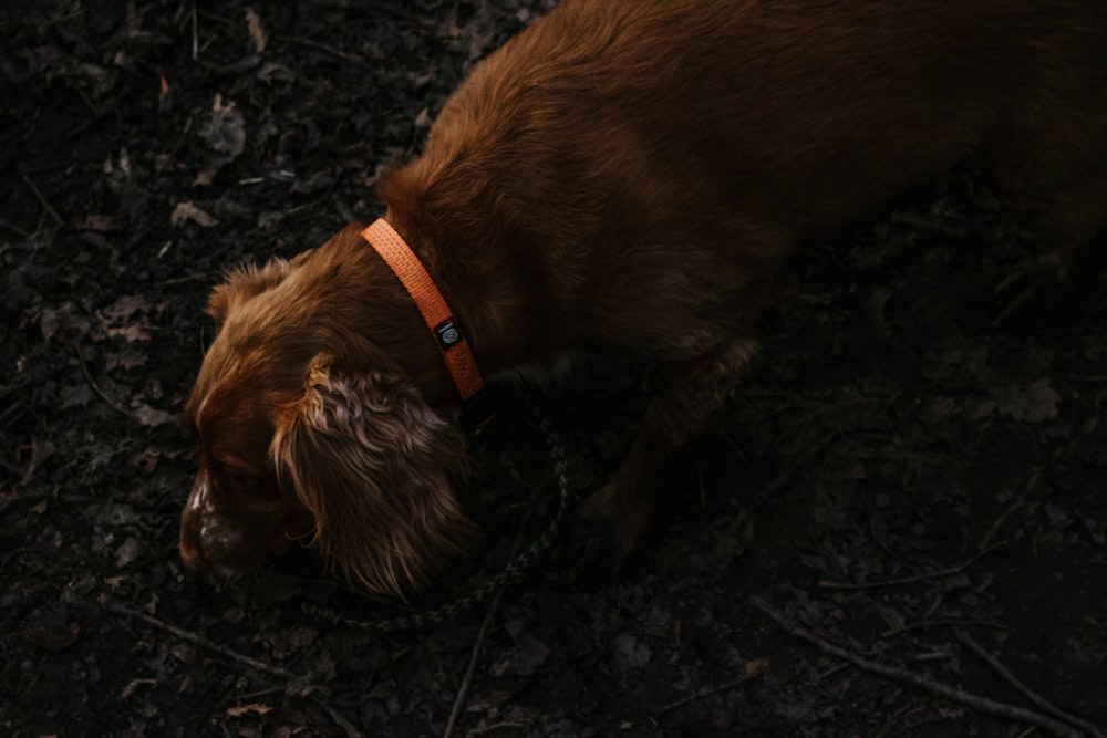 brown short coated medium sized dog