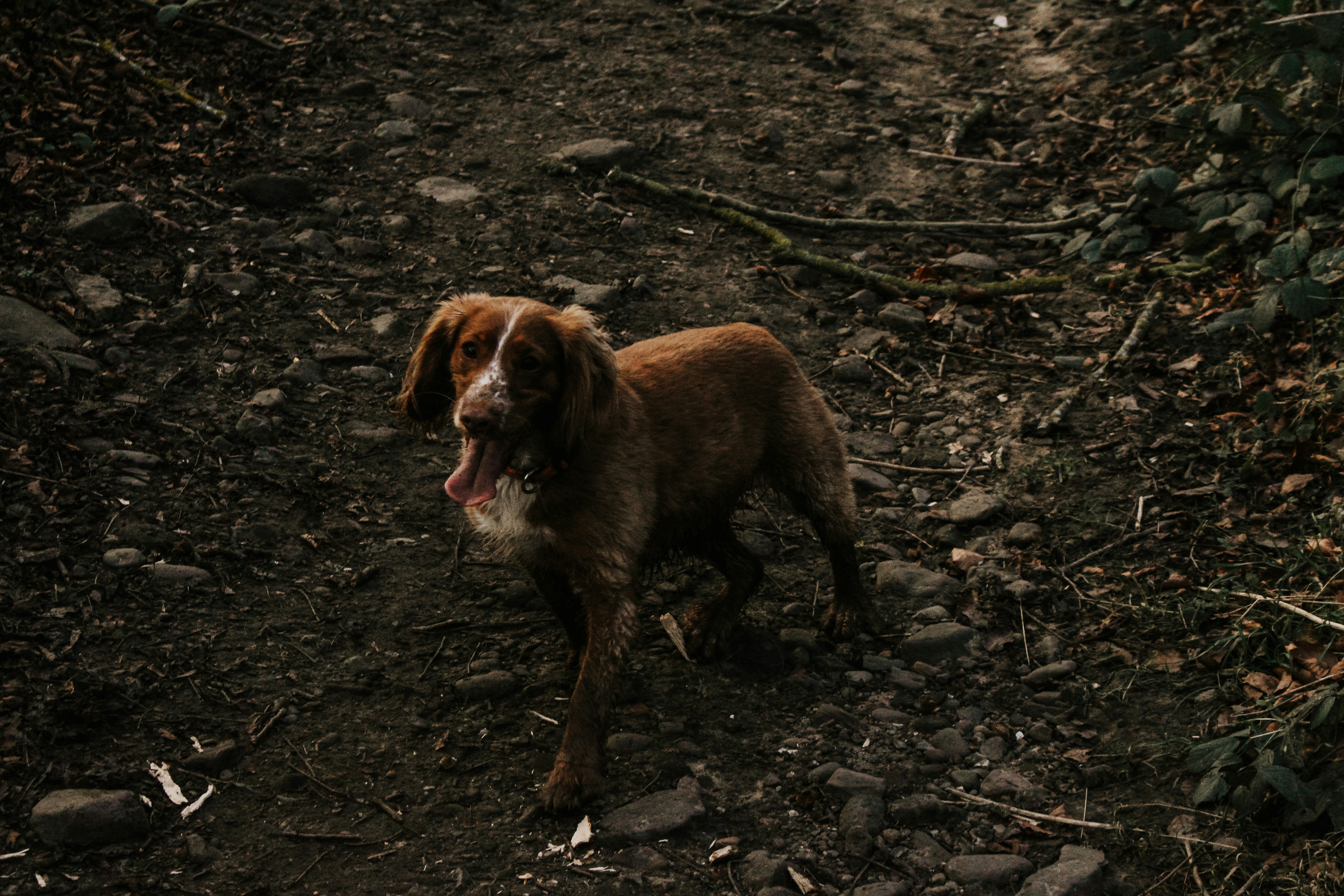 The Best Tracker for Dogs That Love Water and Mud