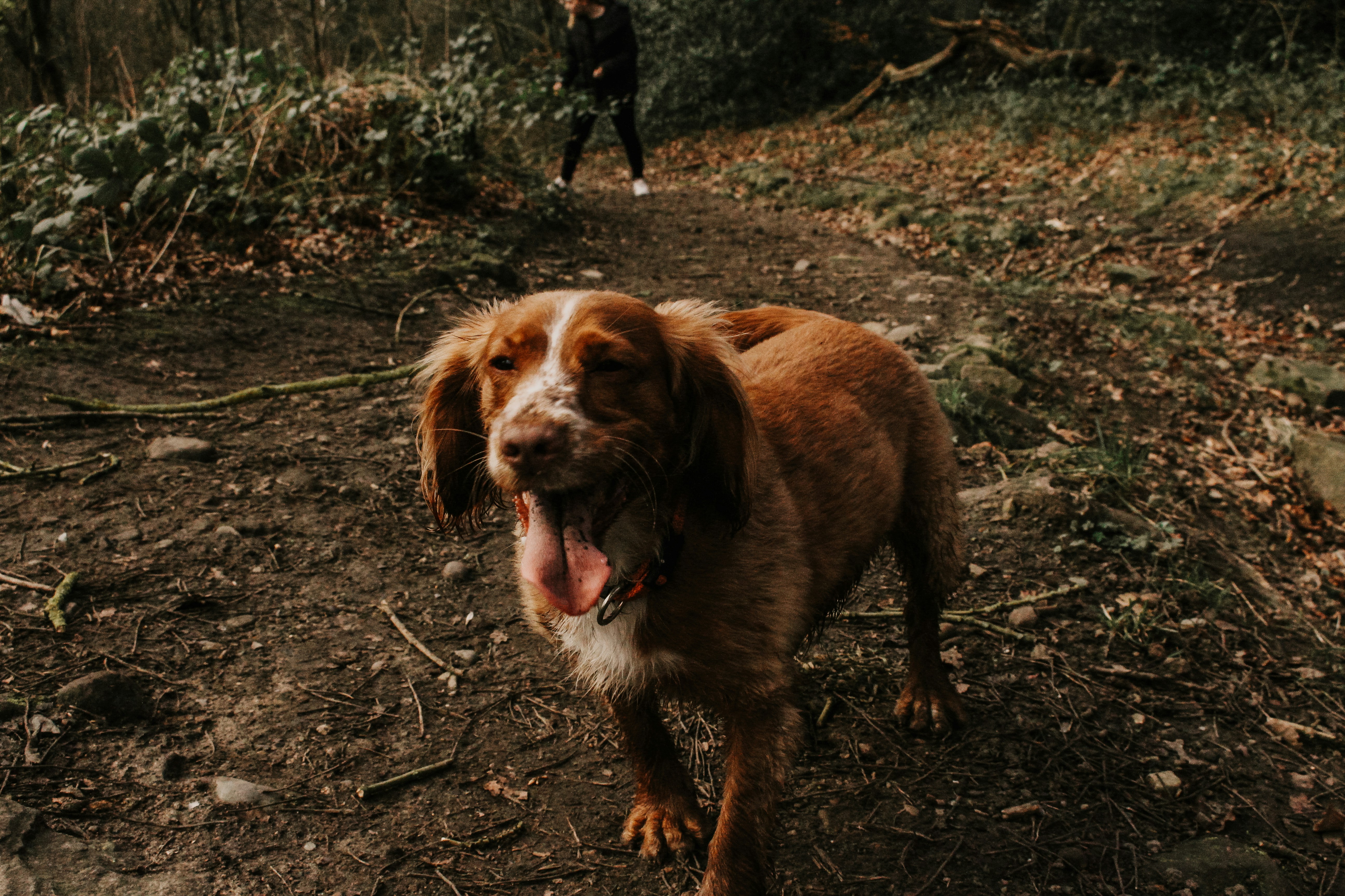 brown and white short coated dog