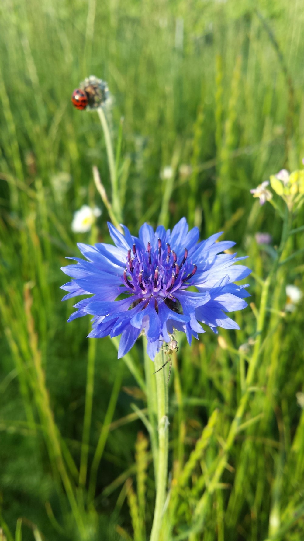 purple flower in tilt shift lens