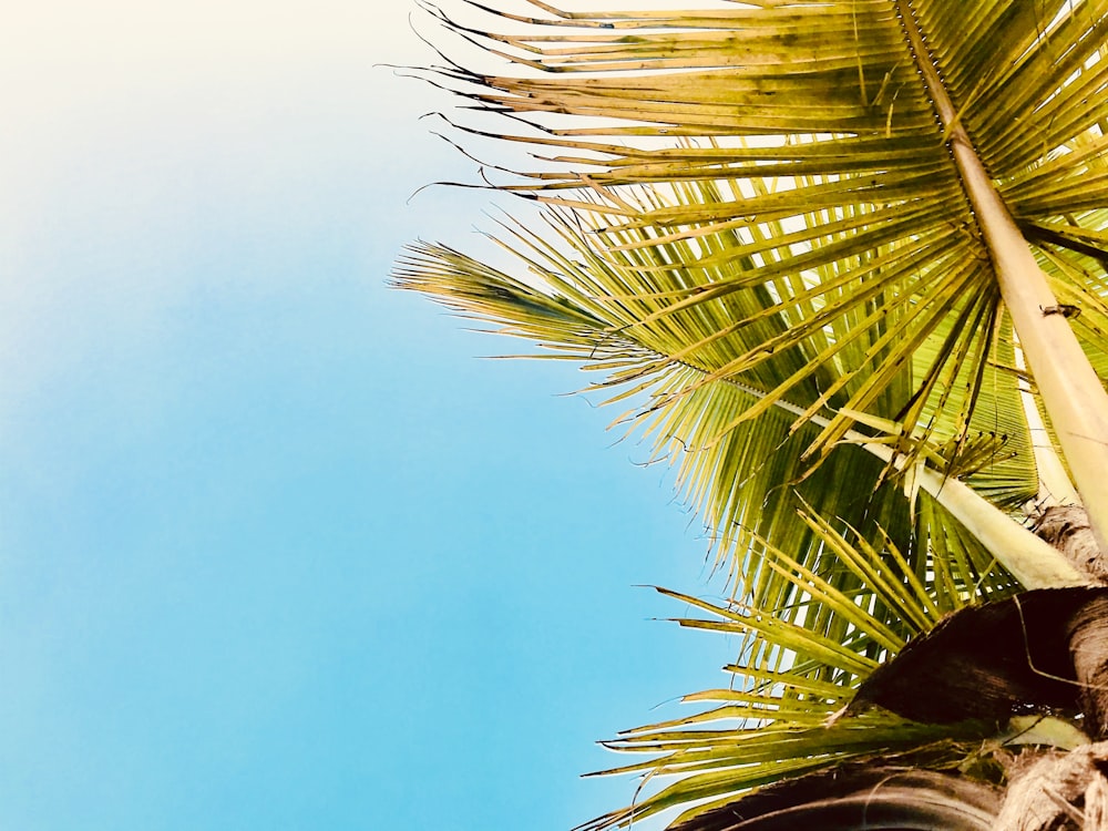 green palm tree under blue sky during daytime