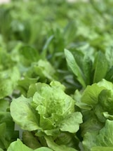 Lush green lettuce plants with crisp leaves cover the scene, creating a fresh and vibrant appearance. The greenery is dense, indicating healthy and well-grown produce.