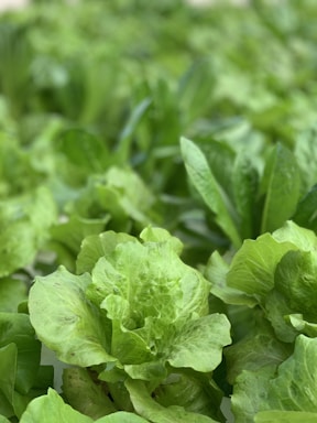 Lush green lettuce plants with crisp leaves cover the scene, creating a fresh and vibrant appearance. The greenery is dense, indicating healthy and well-grown produce.