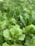 Lush green lettuce plants with crisp leaves cover the scene, creating a fresh and vibrant appearance. The greenery is dense, indicating healthy and well-grown produce.