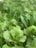 Lush green lettuce plants with crisp leaves cover the scene, creating a fresh and vibrant appearance. The greenery is dense, indicating healthy and well-grown produce.