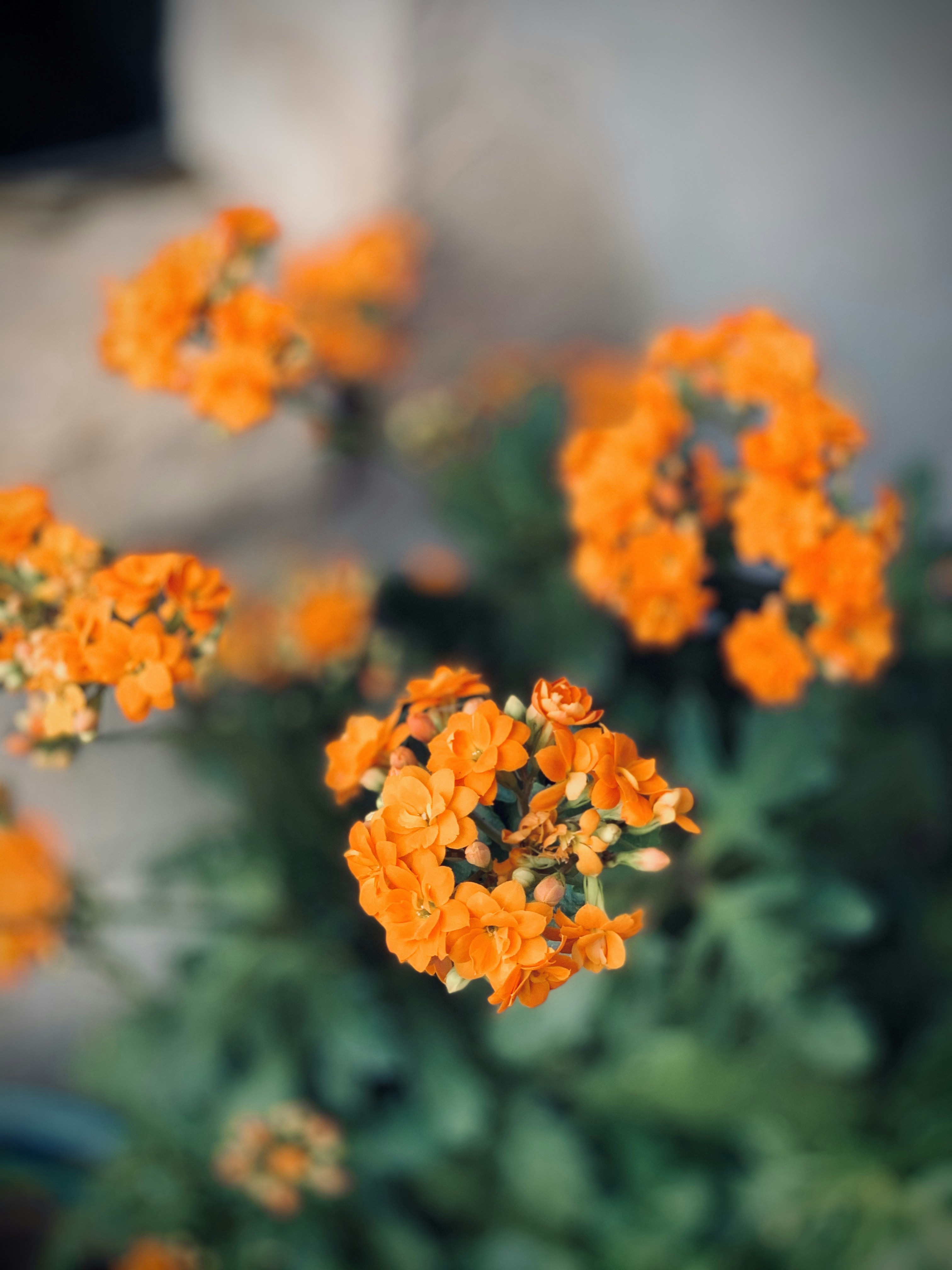 Photo by davidholifield