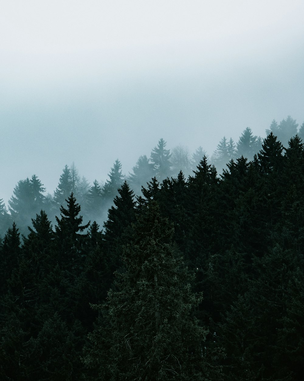 green pine trees under white sky