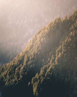 A lush forest illuminated by soft rays of sunlight.