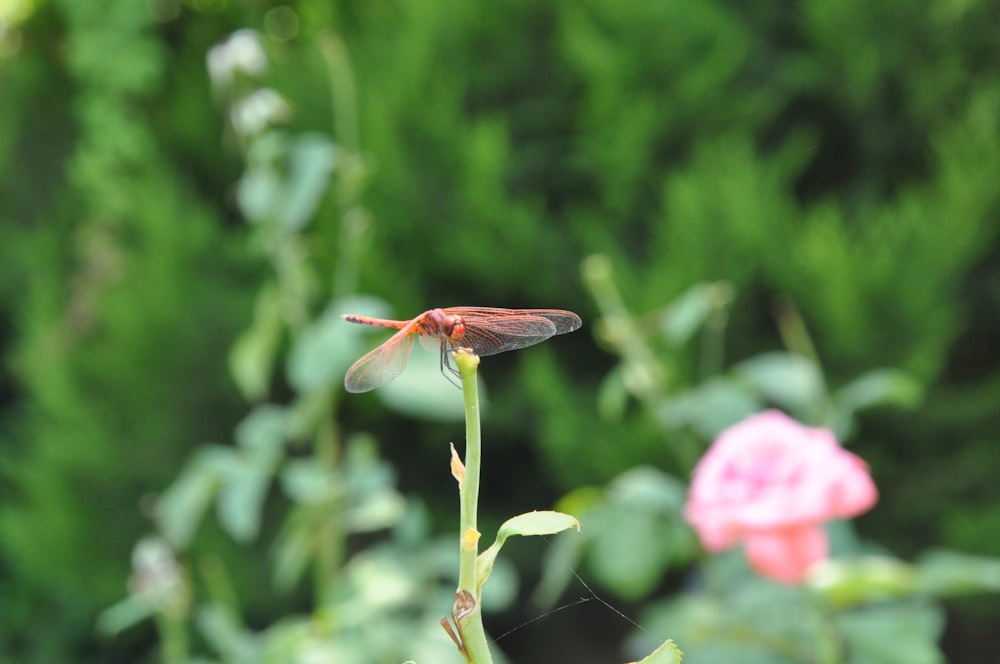brown dragonfly perched on pink flower in close up photography during daytime