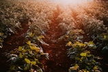 Rows of leafy vegetable plants in a field are illuminated by warm, golden sunlight, creating a serene and fertile atmosphere. The plants are well-organized in rows with rich brown soil visible in between.