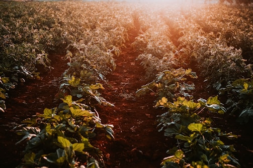 Rows of leafy vegetable plants in a field are illuminated by warm, golden sunlight, creating a serene and fertile atmosphere. The plants are well-organized in rows with rich brown soil visible in between.