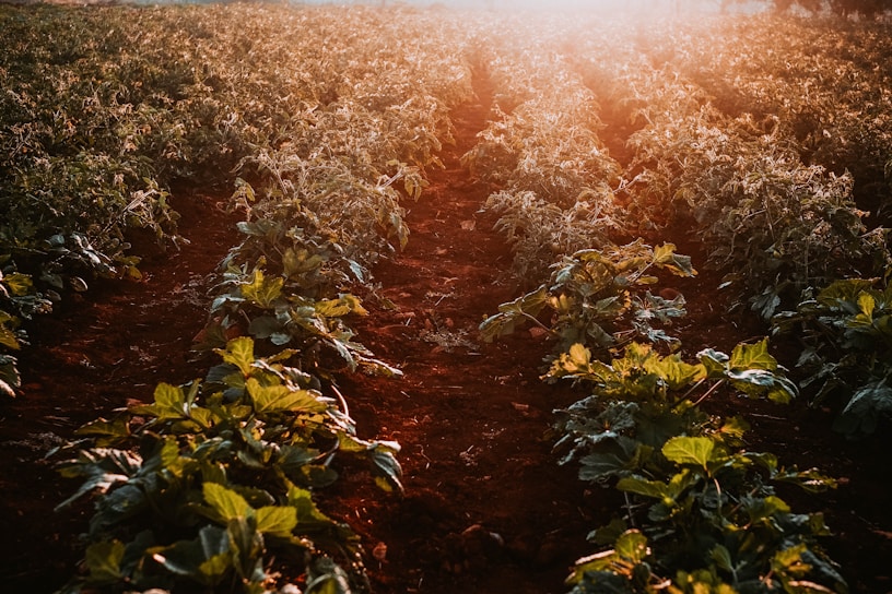Golden sunlight streaming over rows of lush green crops at Dupre Family Farm.