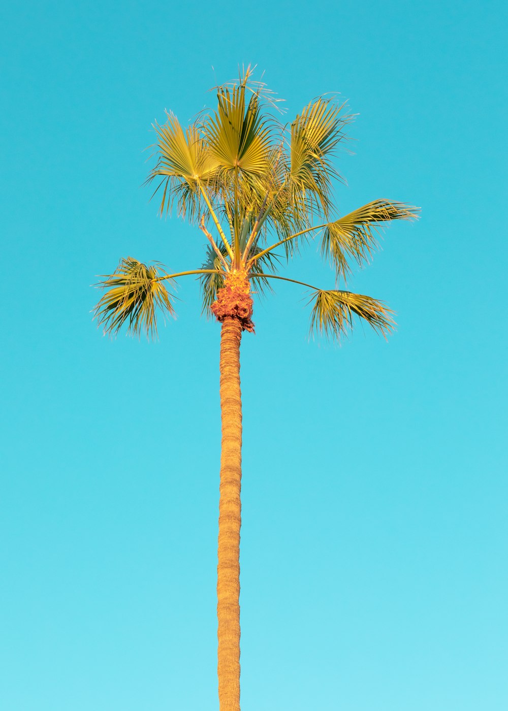 palmeira sob o céu azul durante o dia