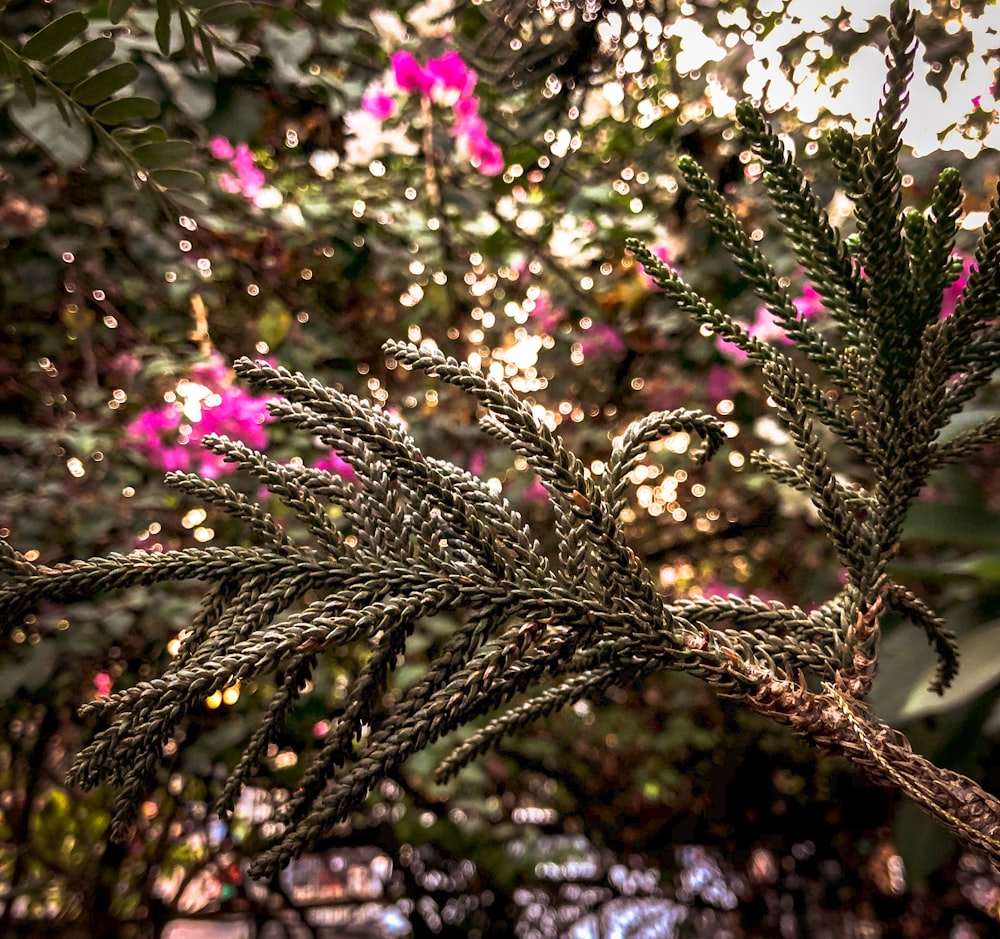 green and pink plant during daytime