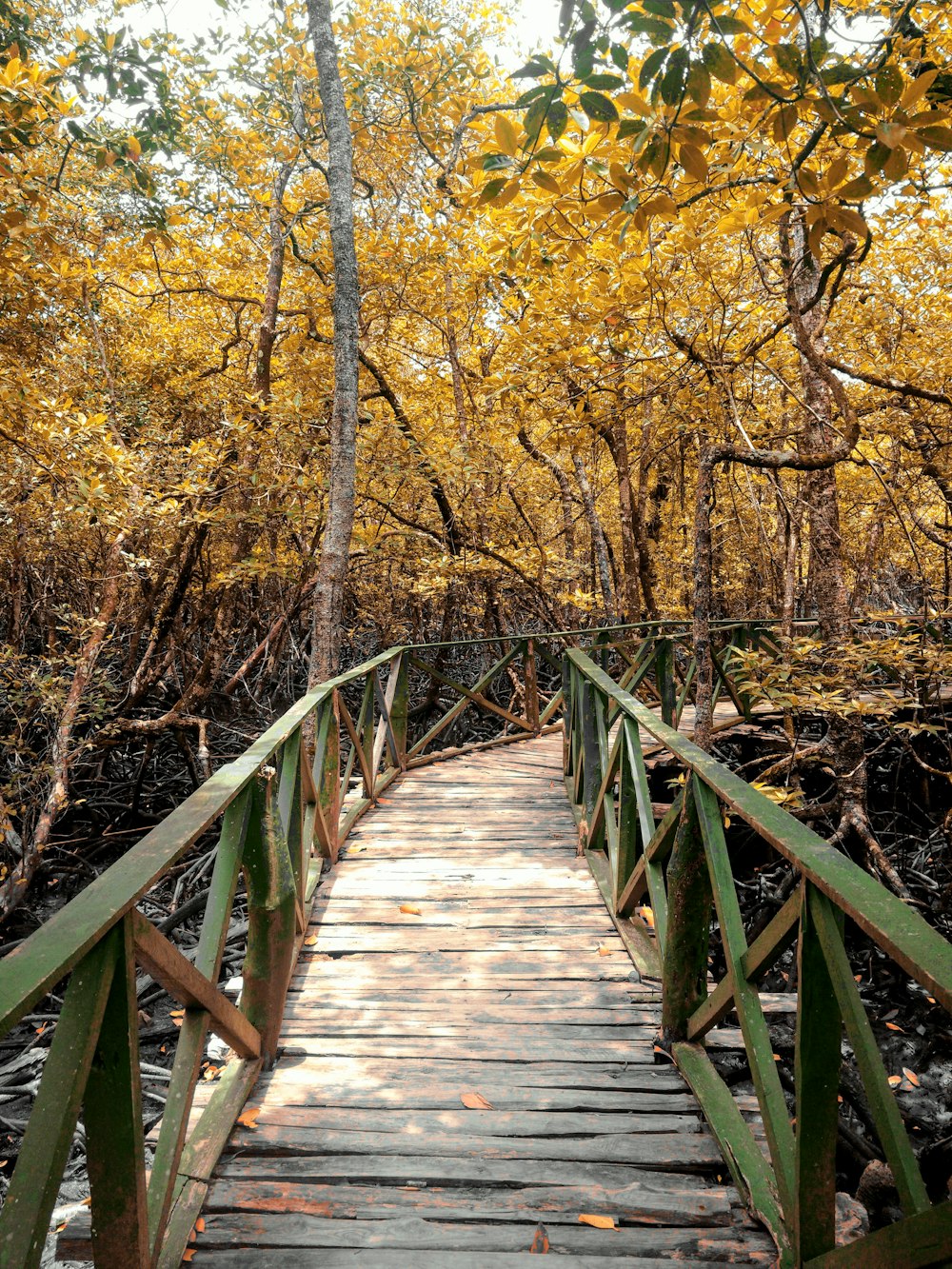Braune Holzbrücke zwischen gelben Laubbäumen