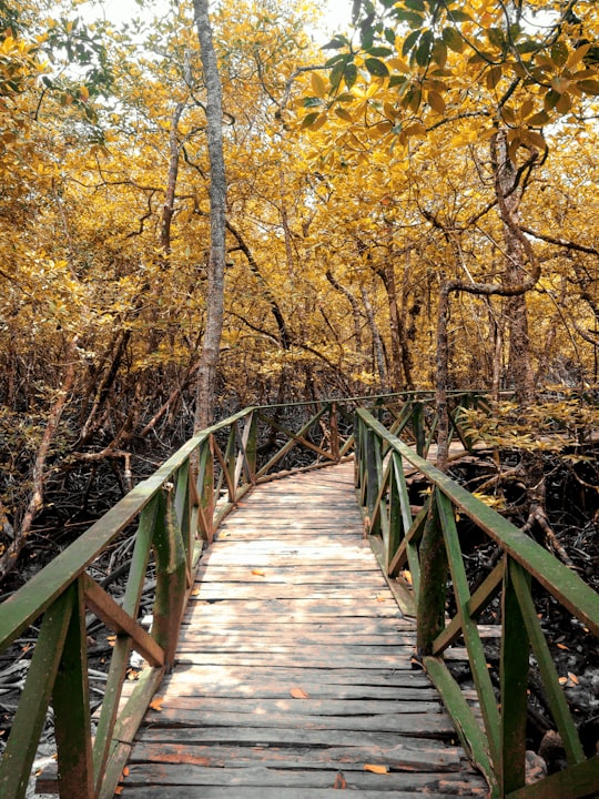 brown wooden bridge between yellow leaf trees in Andaman and Nicobar Islands India