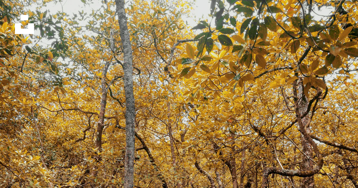 Yellow Bridge Tree Brown wooden bridge between yellow leaf trees photo – Free Brown Image ...
