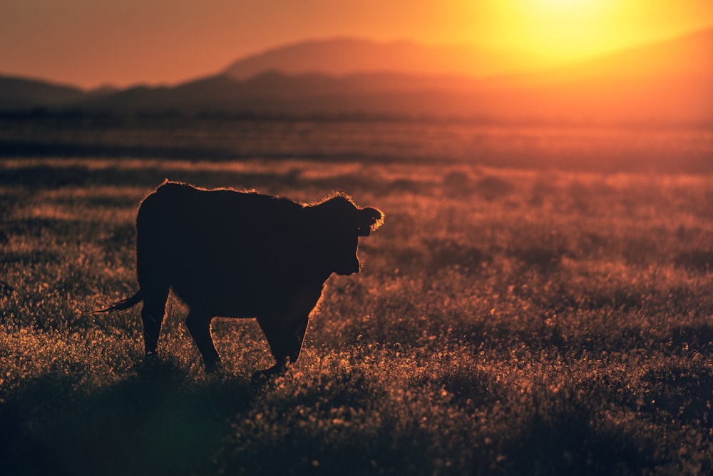 Silueta de vaca en campo de hierba marrón durante la puesta del sol