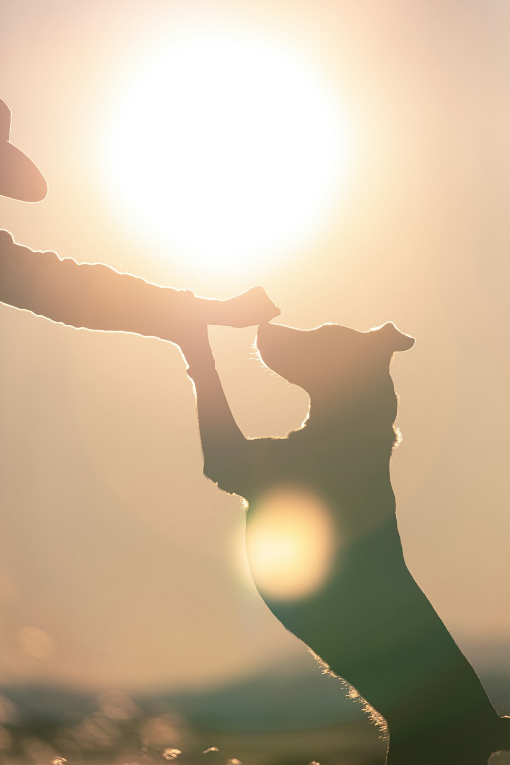 Silueta del gato en la mano de las personas