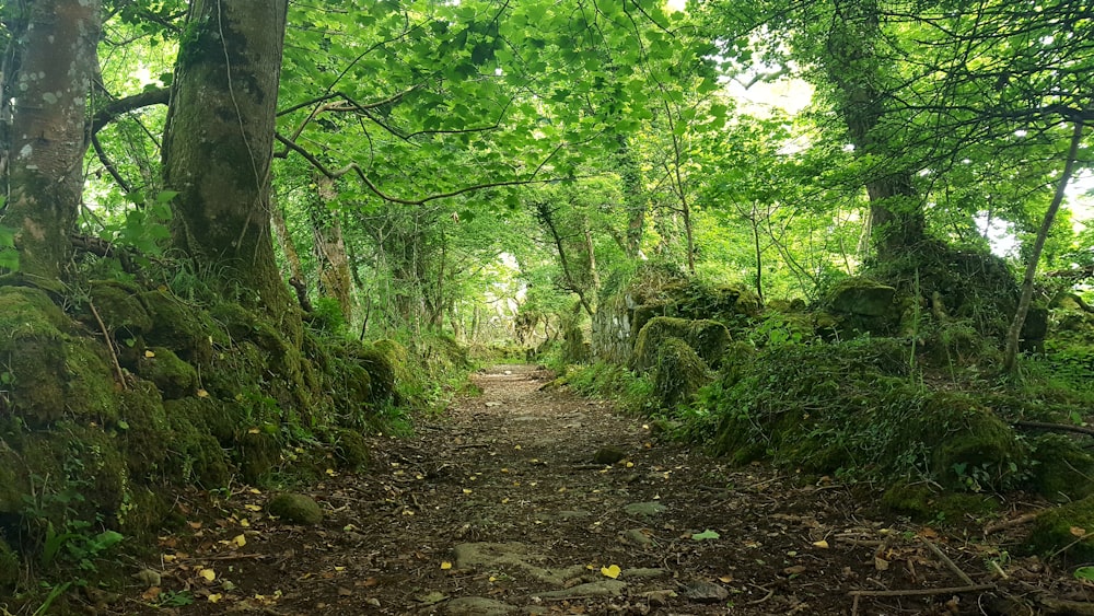 green trees and plants during daytime