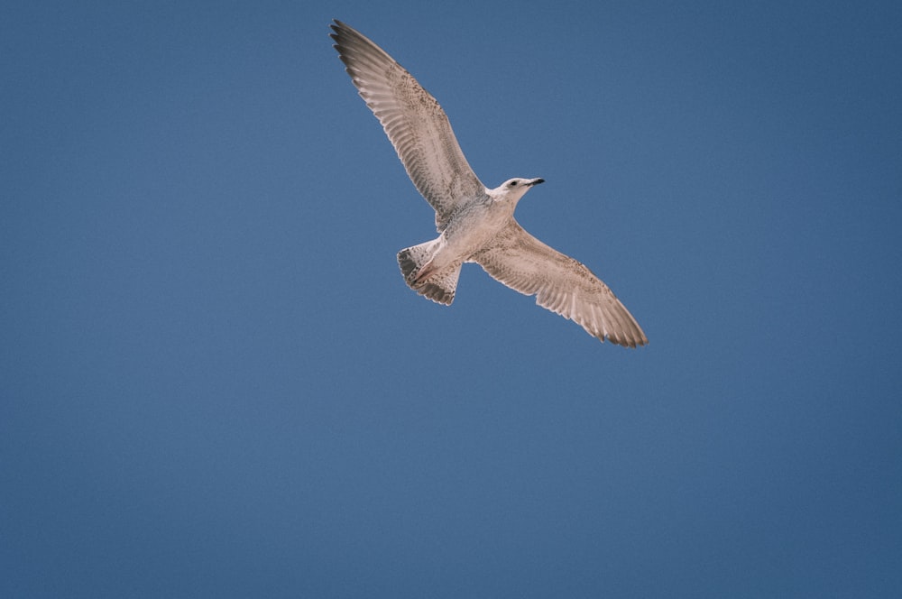 white bird flying during daytime