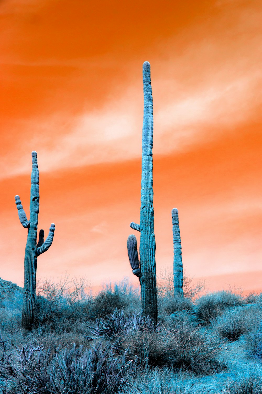 cactus plants under blue sky during daytime