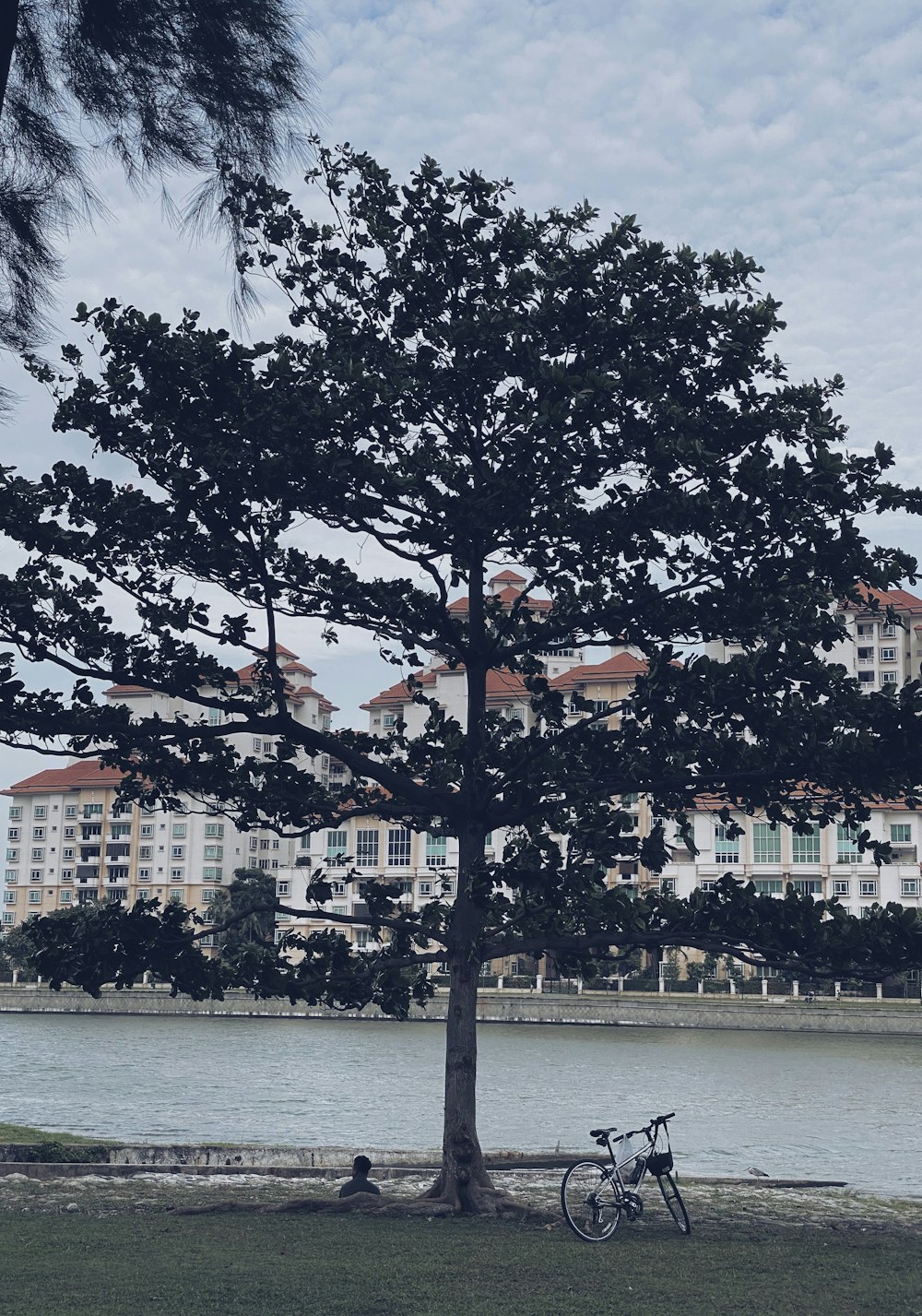 green tree near body of water during daytime