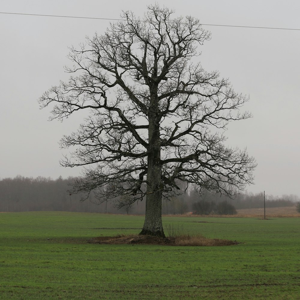 leafless tree on green grass field during daytime