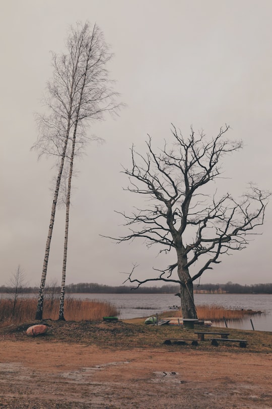 leafless tree on brown field under white sky in Limbaži Municipality Latvia