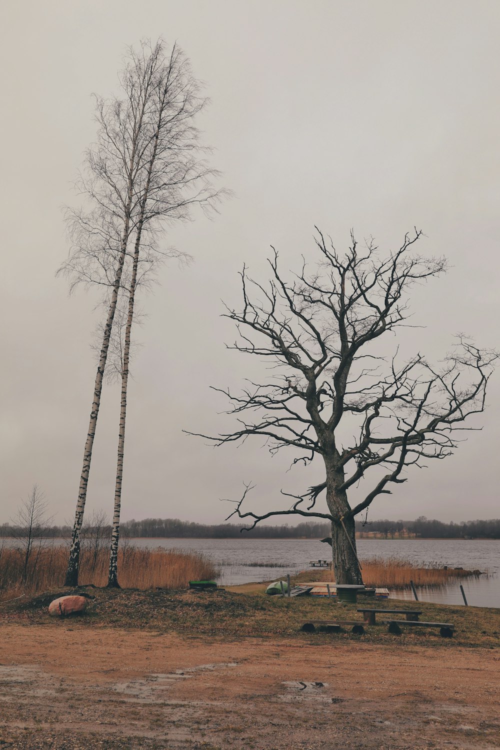 leafless tree on brown field under white sky