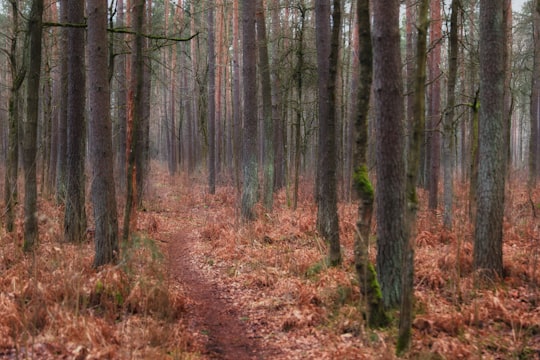 brown trees on brown grass field during daytime in Mežciems Latvia