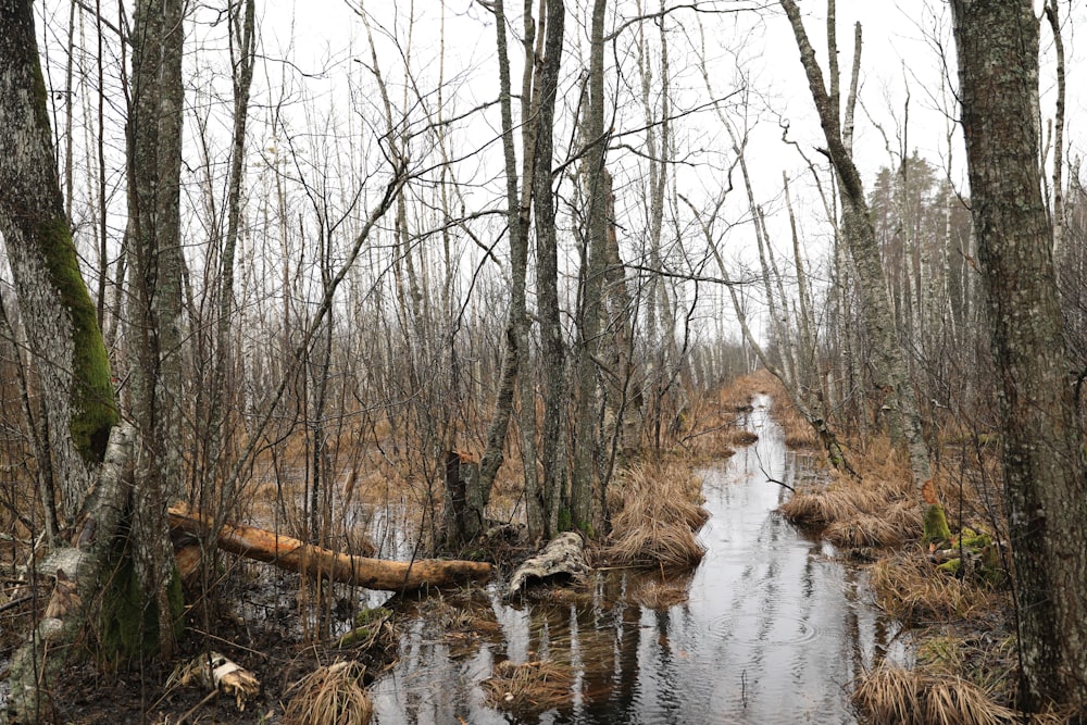 brown bare trees on river during daytime